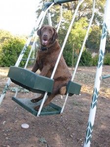 Copper Loves To Swing