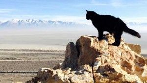 Millie, the Rock Climbing Cat