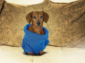 ALLSTAR PRODUCTS GROUP SNUGGIE FOR DOGS