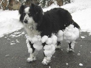 dog-with-snow-frozen-on-him