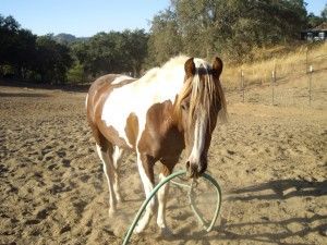 Little Man, 9-27-2010 003