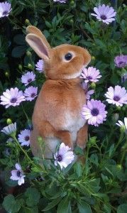 Jill in the flowerbed (2)