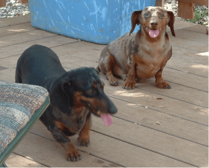 Hershey and French Fry