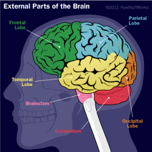 brain-external-parts