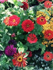 State Fair Mix Zinnias at Ironstone Winery
